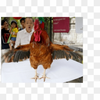 Philippine Zoo Launches Rooster Exhibition To Mark - Turkey, HD Png Download