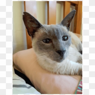Located In Mentone - Siamese, HD Png Download