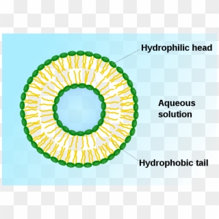 Difference Between Vesicle And Vacuole - Phospholipid Vesicle, HD Png Download