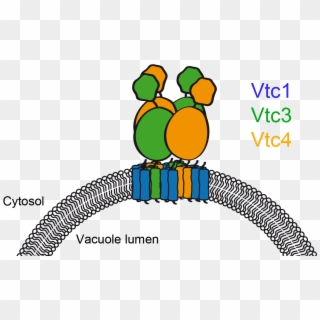 Later On, It Turned Out That The Complex Actually Synthesizes - Vtc4 Vacuolar, HD Png Download