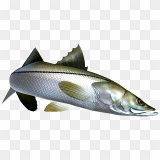 Digital Fish Art - Sea Bass, HD Png Download