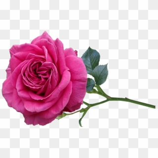 Rose Flower Garden Nature - Garden Roses, HD Png Download