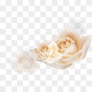 Beach Rose Garden Roses Euclidean Vector White - Garden Roses, HD Png Download