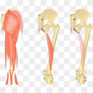 Glute Med Origin And Insertion, HD Png Download - 1200x630(#5231102 ...