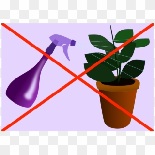 Misting Your Houseplants Is A Waste Of Time - Brumisateur Plantes D Intérieur, HD Png Download
