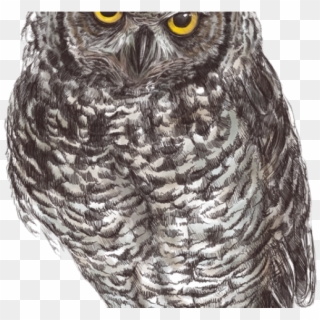Clipart Wallpaper Blink - Owl, HD Png Download