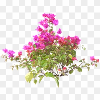Product Item - Bougainvillea, HD Png Download