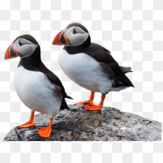 Animals - Puffin Png, Transparent Png