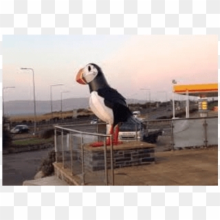 Puffin - Atlantic Puffin, HD Png Download