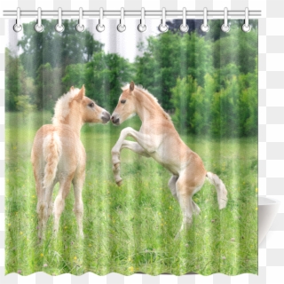Haflinger Horses Cute Funny Pony Foals Playing Horse, HD Png Download