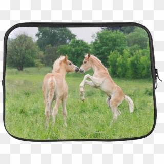 Haflinger Horses Cute Funny Pony Foals Playing Horse - Foal Playing, HD Png Download