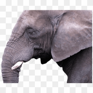 Free Png Indian Elephant Png Image With Transparent - Indian Elephant, Png Download