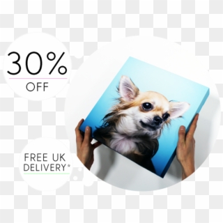 Massive 30% Off - Chihuahua, HD Png Download