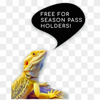 Free For Season Pass Lc - Dragon Lizard, HD Png Download