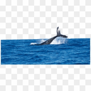 #freetoedit #whale #ocean #splash - Habitat De La Ballena, HD Png Download