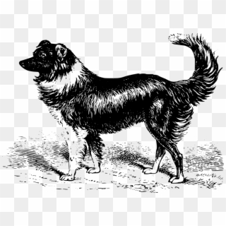 Animal Border Canine Collie Dog Mammal Sheep - Vintage Dog Illustration Png, Transparent Png