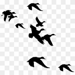Duck Landing Silhouette - Flying Duck Clipart Black And White, HD Png Download