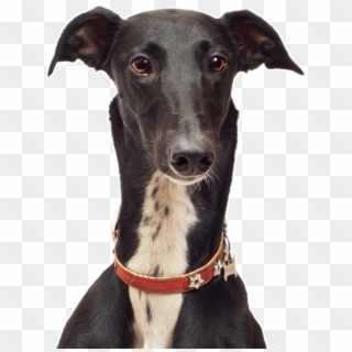 Border Collie Whippet Mix - Greyhound Dog, HD Png Download