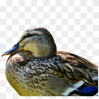 Duck Mallard Water Bird - 3gp Lake Bird Duck Videos, HD Png Download