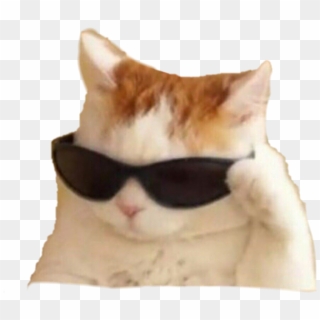 #memes #cat - Кошка Пнг Мем, HD Png Download