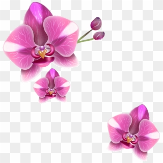 Drawing Orchid Realistic - Moth Orchid, HD Png Download