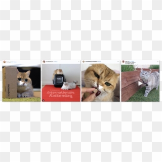 Catfluencers Sponsored Posts Cat Stuff - Kitten, HD Png Download