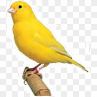 canary hd