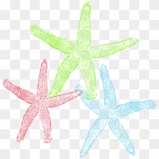 Free Set Of Three Colorful Starfish Clip Art - Starfish, HD Png Download