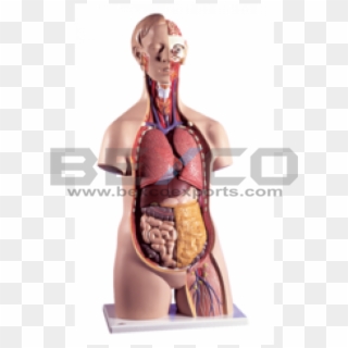 Torso With Interchangeable Sex Organs - Body Torso Model, HD Png Download