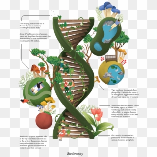 View - Humans Role In Biodiversity, HD Png Download