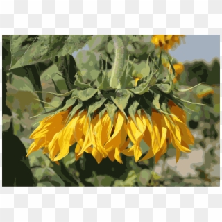 Common Sunflower Flower Garden Plants - Bunga Matahari Yang Layu, HD Png Download
