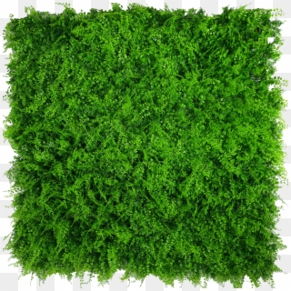 Green Wall Png - Artificial Vertical Garden Wall, Transparent Png
