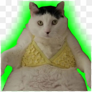 @imatrolu - Cats In Clothes, HD Png Download
