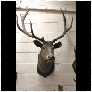 8800030 Deer X2 - Reindeer, HD Png Download