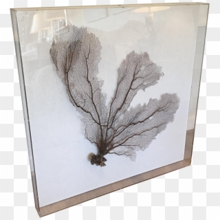 Sea Fan Coral Framed In Acrylic Box On Chairish - Sketch, HD Png Download
