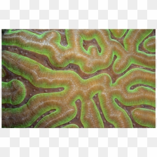 Coral Dreaming I - Brain Coral, HD Png Download