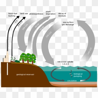 2000px Carbon Cycle Simple Diagram Svg - Carbon Cycle In The Pacific Northwest, HD Png Download