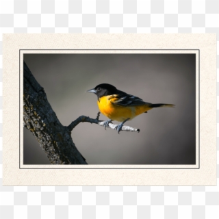 Baltimore Oriole - Swallow, HD Png Download