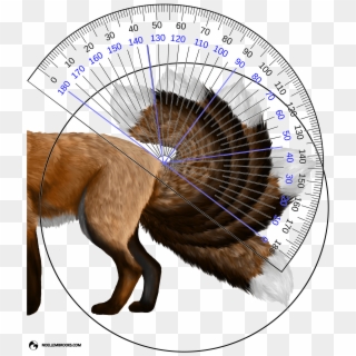 Red Fox Tail Curl Angle Calculations - Fox Pictures Transparent Background, HD Png Download