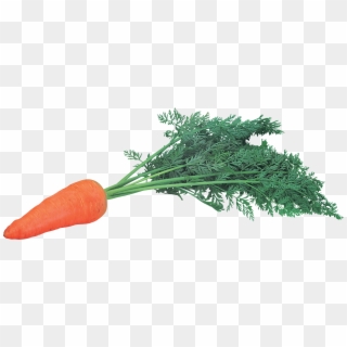 Carrot Png Image - Морков Пнг, Transparent Png