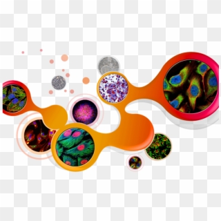 Human Cell Cell Png, Transparent Png