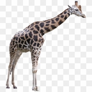 Animals - Giraffes - Giraffe Png, Transparent Png