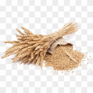Wheat Png Free Download - Wheat Png, Transparent Png