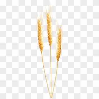 Wheat Transparent, HD Png Download