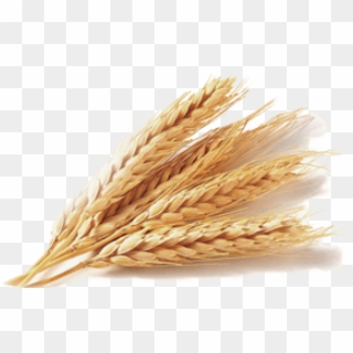 Free Png Download Wheat Png Images Background Png Images - Transparent Wheat Png, Png Download