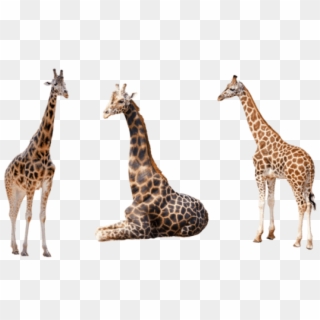 Free Png Download Giraffe Png Images Background Png - Giraffes With White Background, Transparent Png