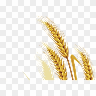 Wheat Png Picture - Whole Vector Png, Transparent Png