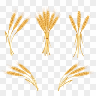 Ear Of Rice Png, Transparent Png