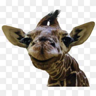 Animalsmiling Baby Giraffe, HD Png Download