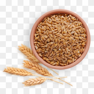 Download Wheat Png Images Background Png - Einkorn Png, Transparent Png